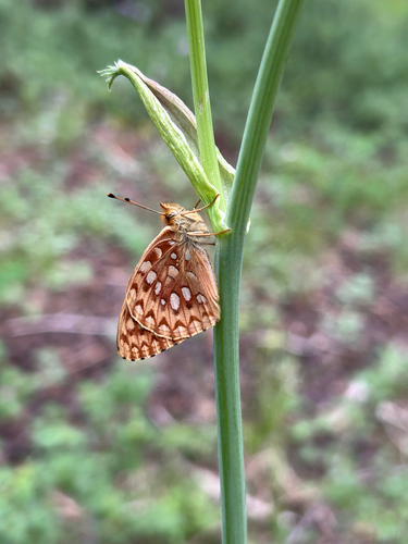 iNaturalist observation photo of Great Basin Fritillary