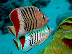 Eritrean Butterflyfish photo 4