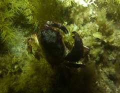 Nectocarcinus integrifrons