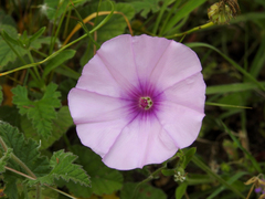 Convolvulus althaeoides althaeoides