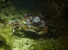 Nectocarcinus integrifrons