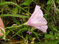 Convolvulus althaeoides althaeoides