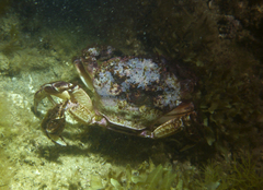 Nectocarcinus integrifrons