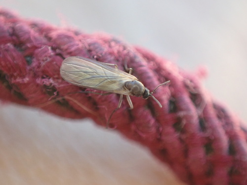 iNaturalist observation photo of Flies