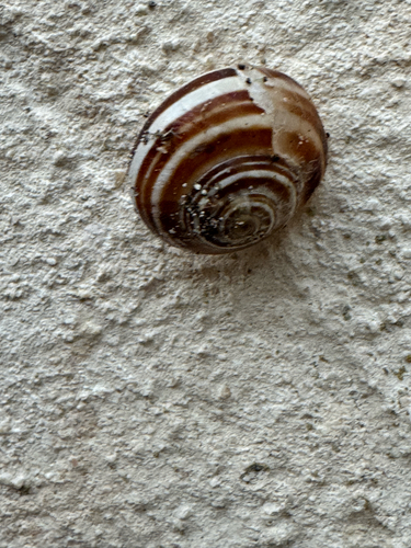 Chocolate-band Snail