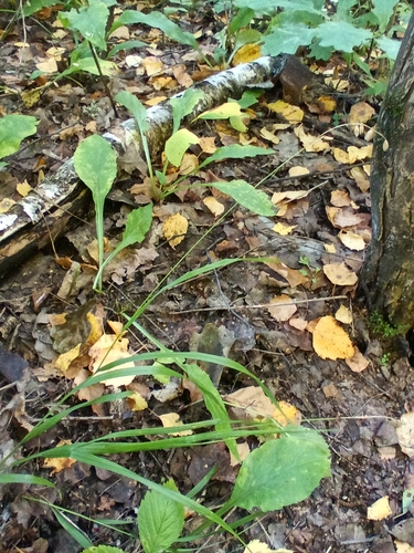 Melica nutans, photograph 6