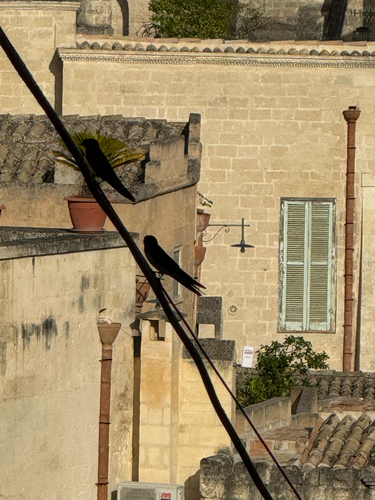 Barn Swallow