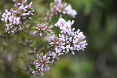 Amphithalea speciosa