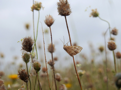 Idaea circuitaria