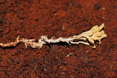 Cordyceps cranstounii