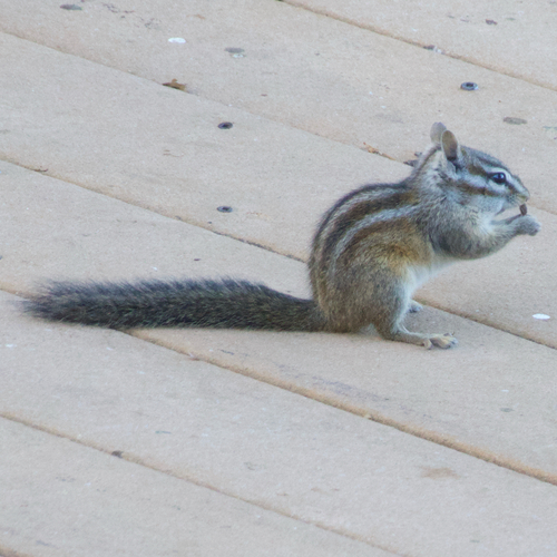 Merriam's Chipmunk observed by ben142