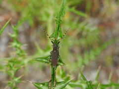 Agapanthia annularis