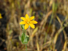 Blackstonia acuminata