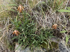 Trifolium alpinum, photograph (c) Katrin Simon, some rights reserved (CC BY)