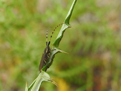 Agapanthia annularis