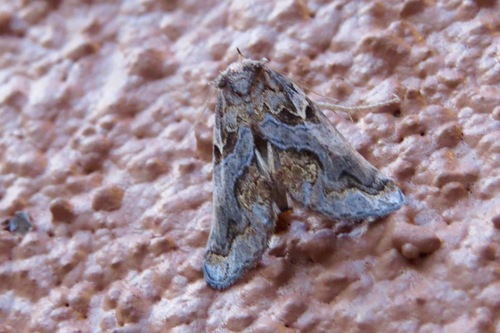 Plusiodonta amado