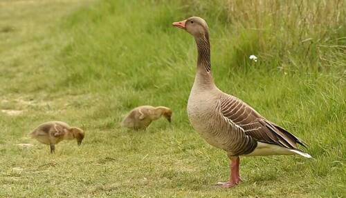 Greylag Goose