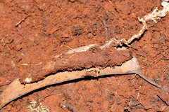 Cordyceps cranstounii