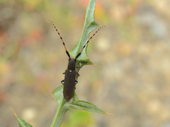 Agapanthia annularis