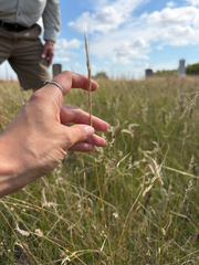 Elymus trachycaulus, photograph (c) Jenn (McPhee) Dyson, some rights reserved (CC BY)