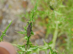 Agapanthia annularis