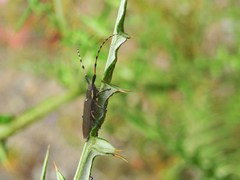Agapanthia annularis