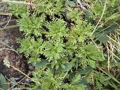 Achillea erba-rotta
