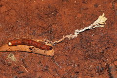 Cordyceps cranstounii