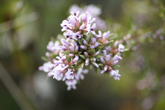 Amphithalea speciosa