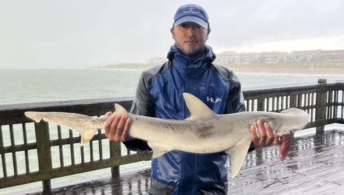 Bonnethead shark photographed at North Atlantic Ocean, GA, US