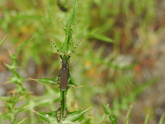 Agapanthia annularis