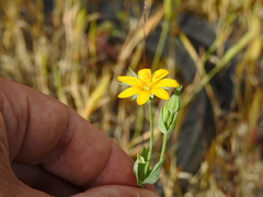 Blackstonia acuminata