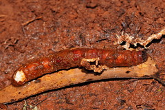 Cordyceps cranstounii