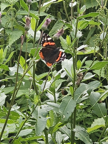 Red Admiral