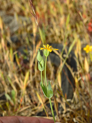 Blackstonia acuminata