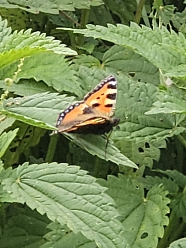 Small Tortoiseshell