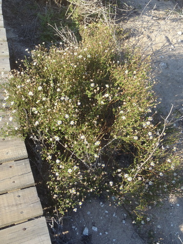 Image of Felicia hyssopifolia by (c) Nicola van Berkel, some rights reserved (CC BY-SA)