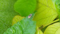 Eugnathus distinctus