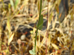 Blackstonia acuminata