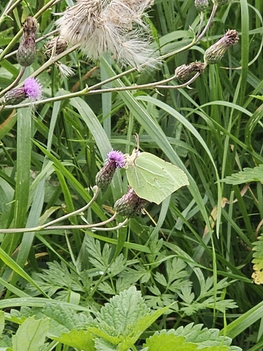 Common Brimstone