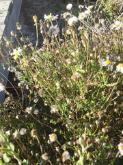 Felicia hyssopifolia