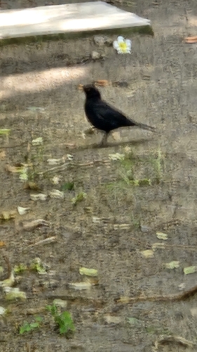 Eurasian Blackbird
