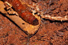 Cordyceps cranstounii