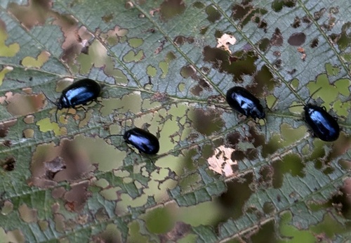 Alder Leaf Beetle