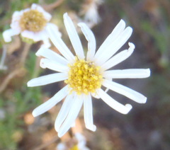 Felicia hyssopifolia