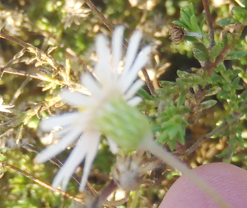 Image of Felicia hyssopifolia by (c) Nicola van Berkel, some rights reserved (CC BY-SA)