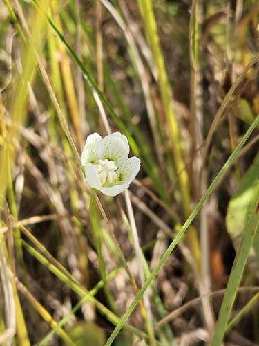 marsh grass-of-Parnassus