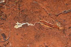 Cordyceps cranstounii