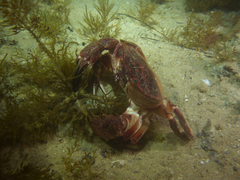 Nectocarcinus integrifrons
