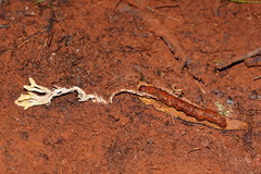 Cordyceps cranstounii